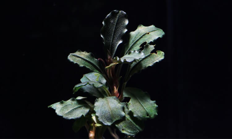 Bucephalandra Batang Kawa