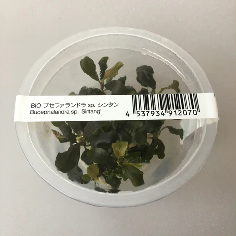 ADA In-vitro Bucephalandra (Sintang)