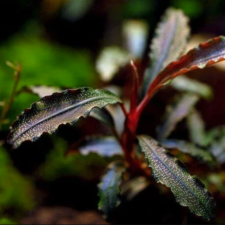 Bucephalandra Red Mini