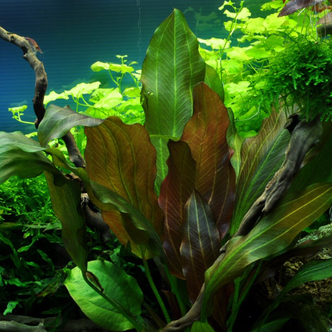 Tropica Echinodorus 'Reni'