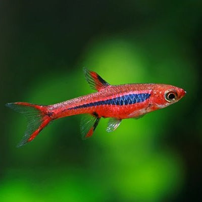 Chili Rasbora (Boraras brigitte)