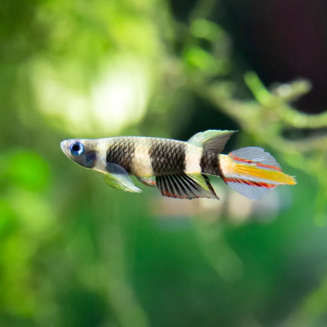 Killifish Clown (Epiplatys annulatus)