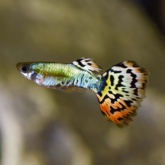 Male Leopard Cobra Guppy (Poecilia reticulata)