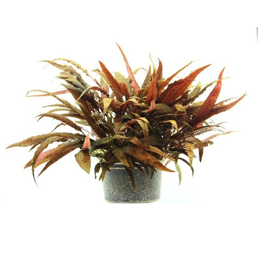 Cryptocoryne Wendtii Affinis Red