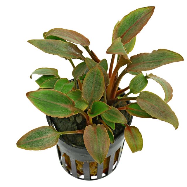 Cryptocoryne – AquaZen