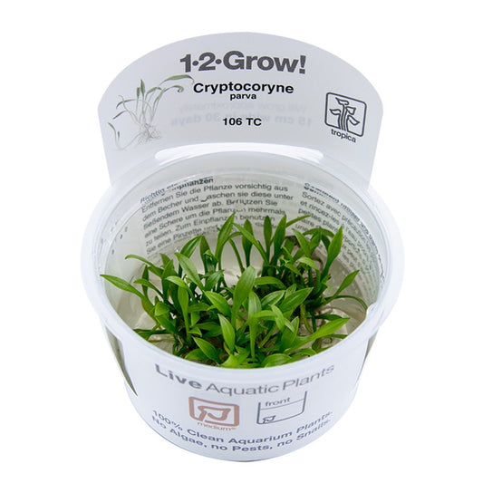 Tropica 1-2-Grow Cryptocoryne parva