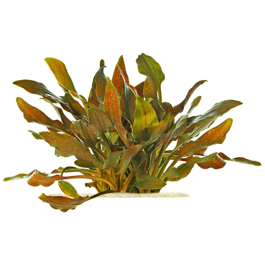 Cryptocoryne Walkeri