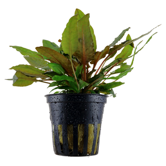 Tropica Cryptocoryne wendtii 'Tropica'