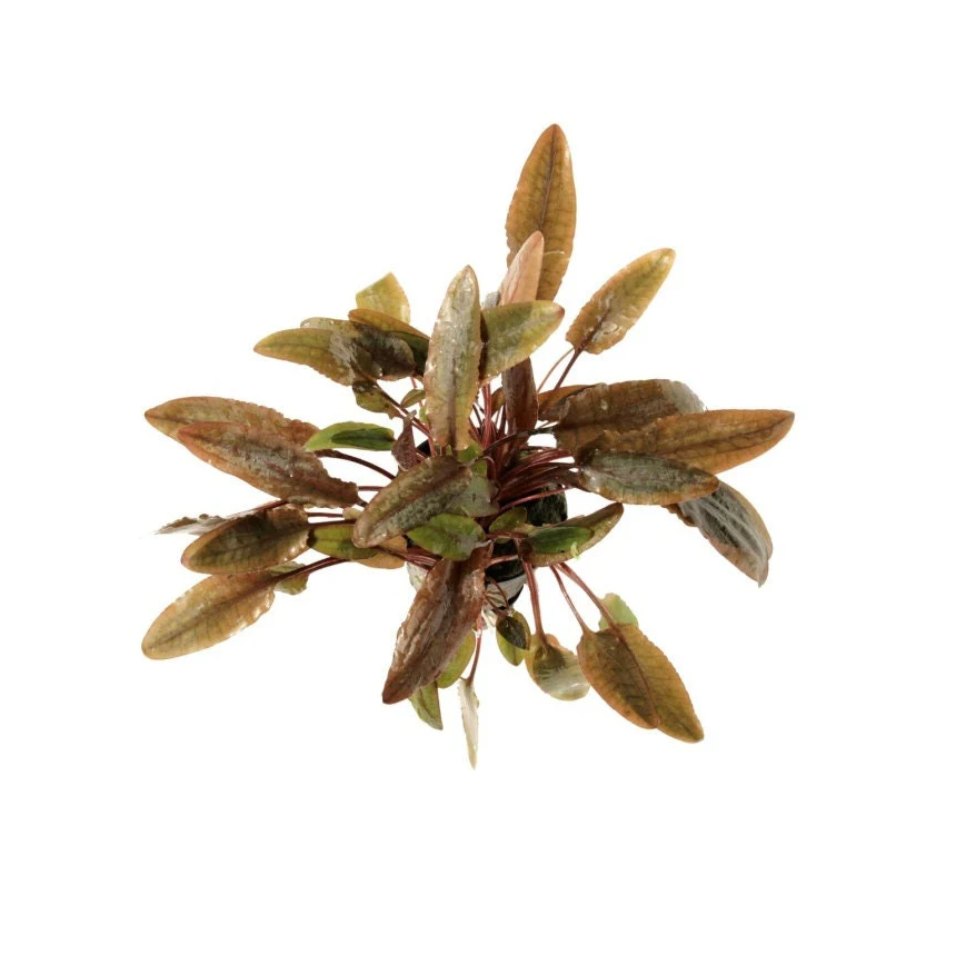 Cryptocoryne wendtii Brown