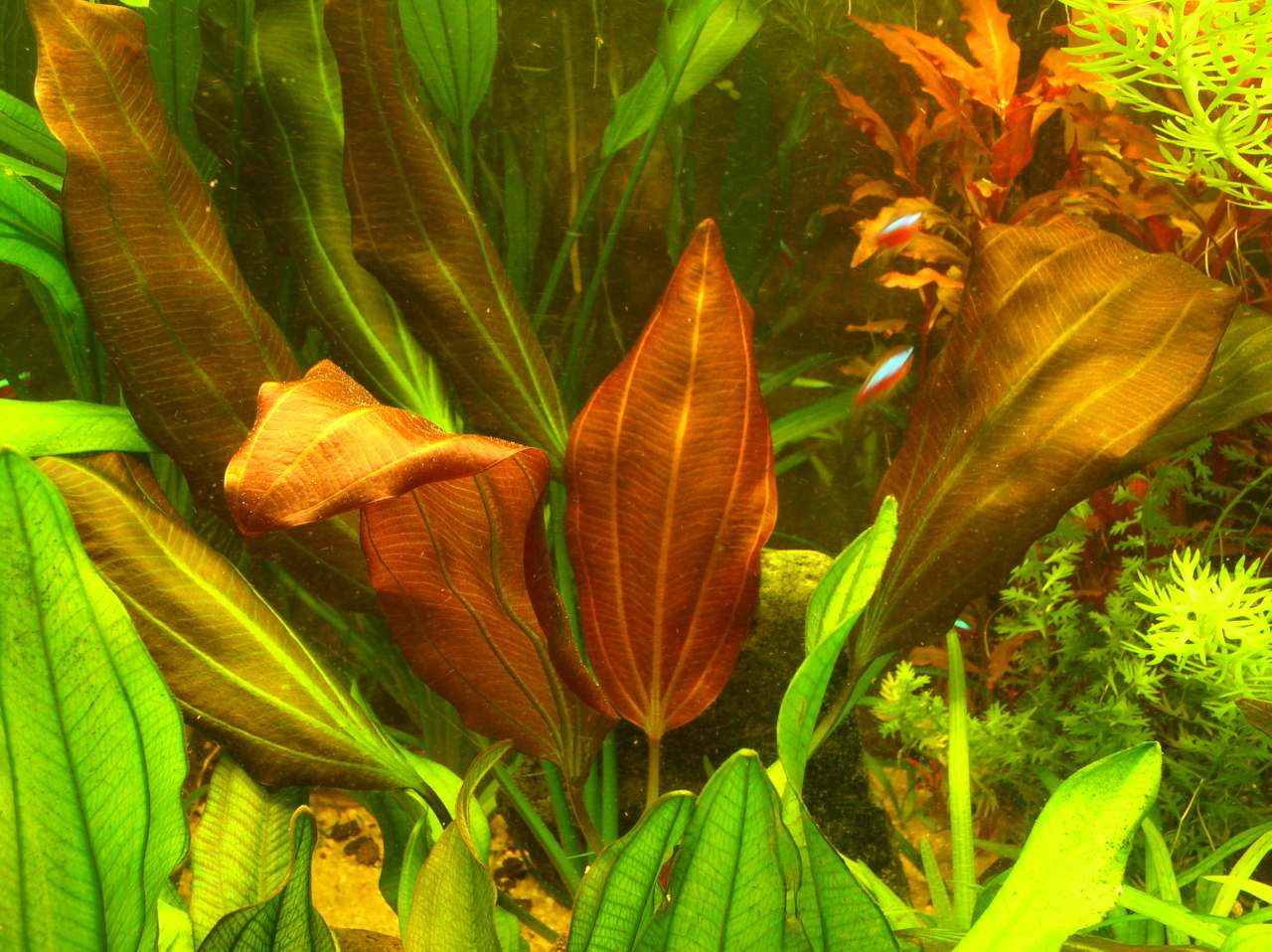 Echinodorus Red Diamond