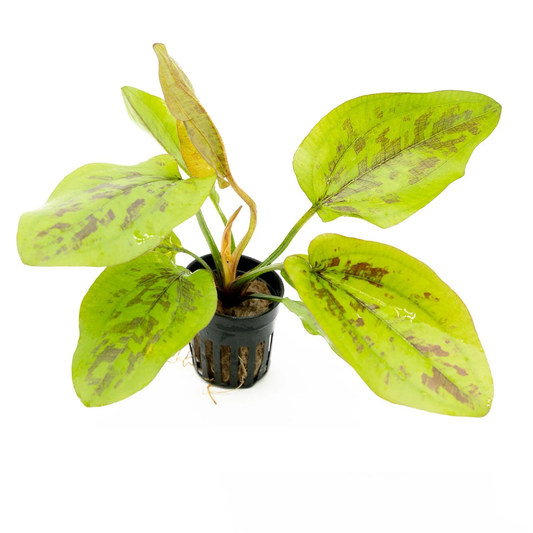 Echinodorus Chocolate Marble