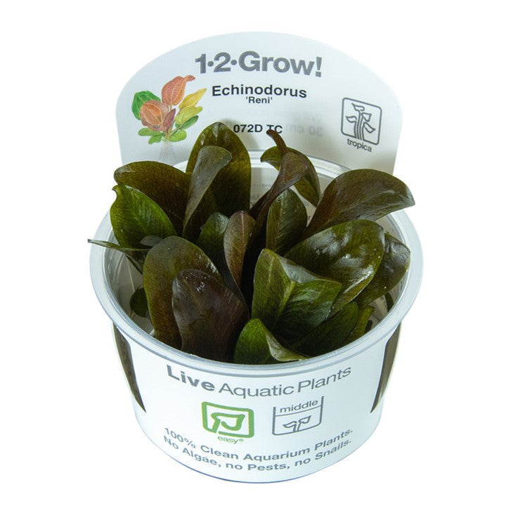 Tropica 1-2-Grow Echinodorus 'Reni'