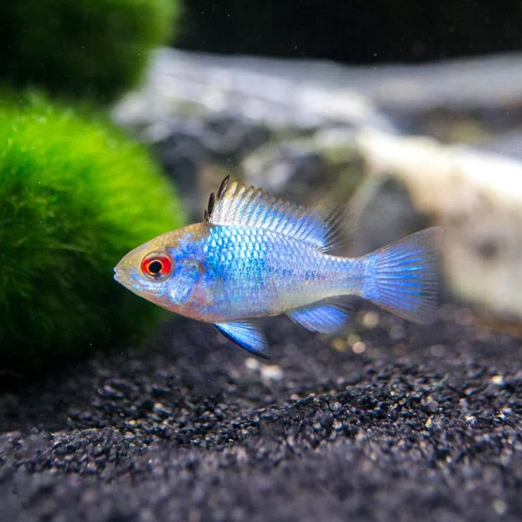 Electric Blue Ram Cichlid (Mikrogeophagus ramirezi)