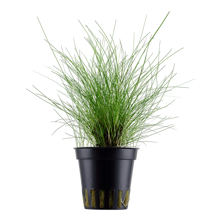 Eleocharis parvula