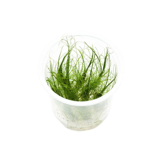 ADA In-vitro Eleocharis vivipara