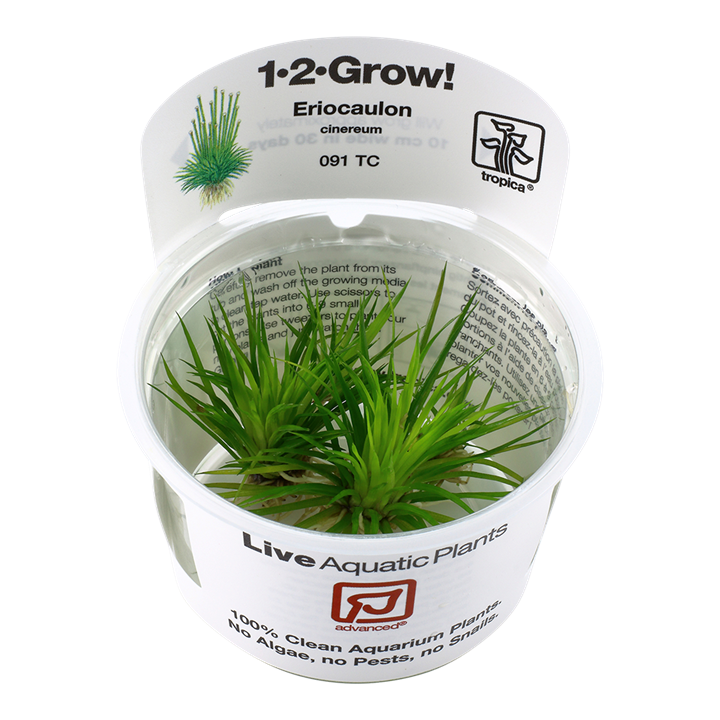 Tropica 1-2-Grow Eriocaulon cinereum