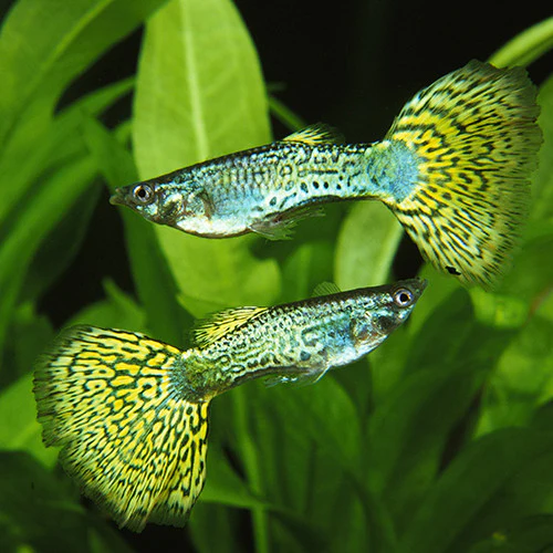 Guppy Green Cobra Mâle (Pecilia reticulata)