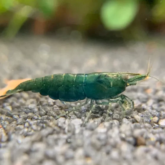 Green Jade Shrimp (Neocaridina sp.)