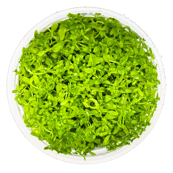Tropica 1-2-Grow Micranthemum glomeratum (Pearl Weed)
