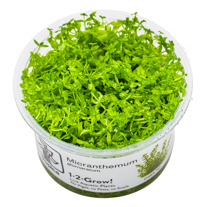 Tropica 1-2-Grow Micranthemum glomeratum (Pearl Weed)