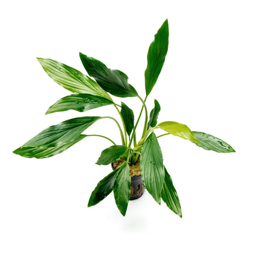 Homalomena sp. Sekadau South