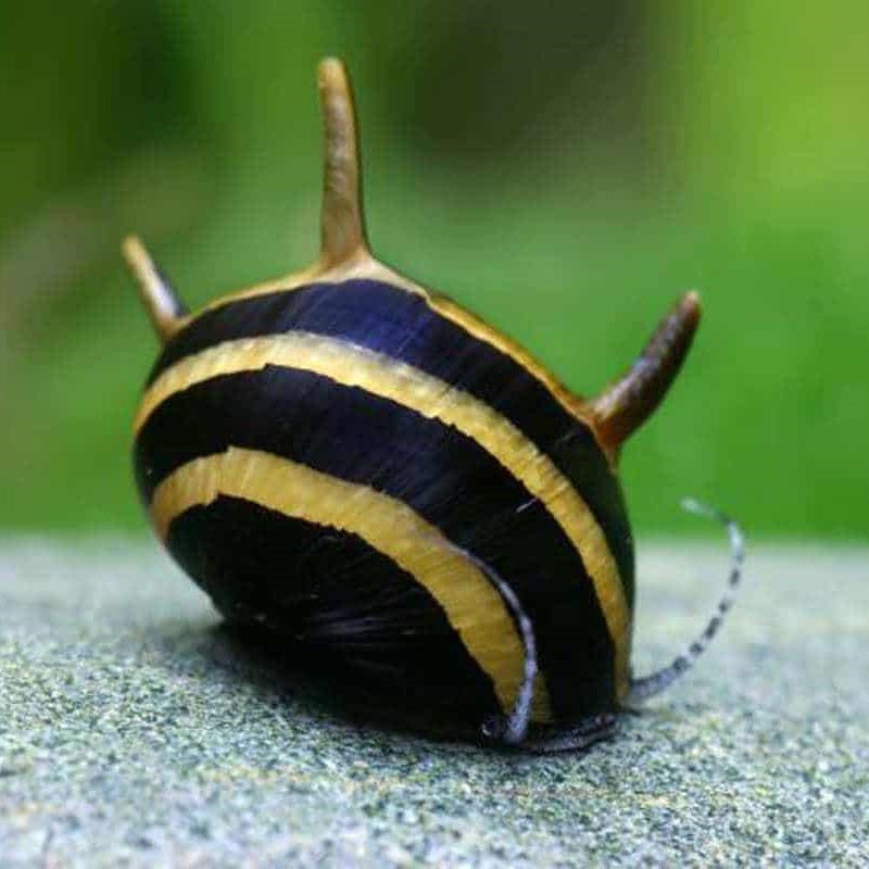 Horn Nerite Snail