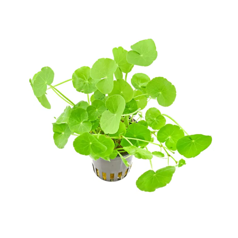 Hydrocotyle Leucocephala