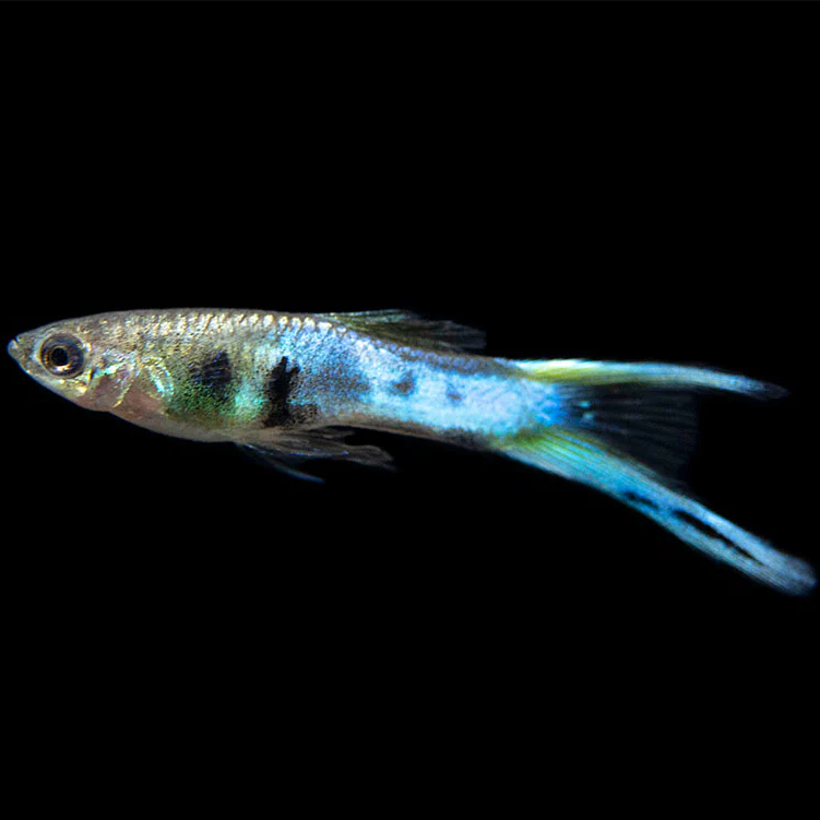 Japan Blue Endler Guppy