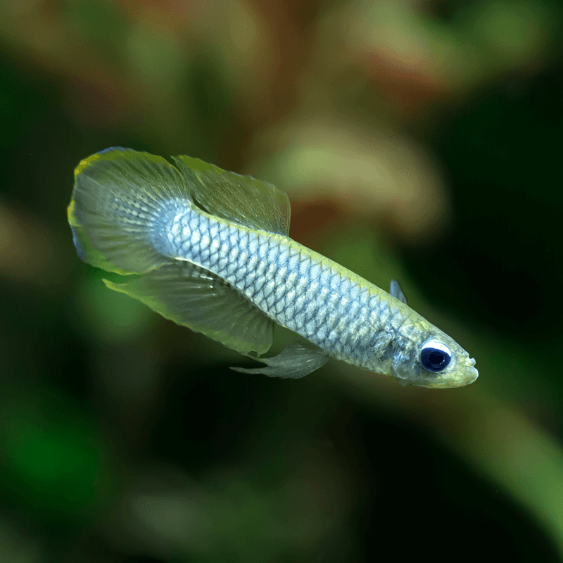 Lampeye Killifish (Aplocheilichthys normani)