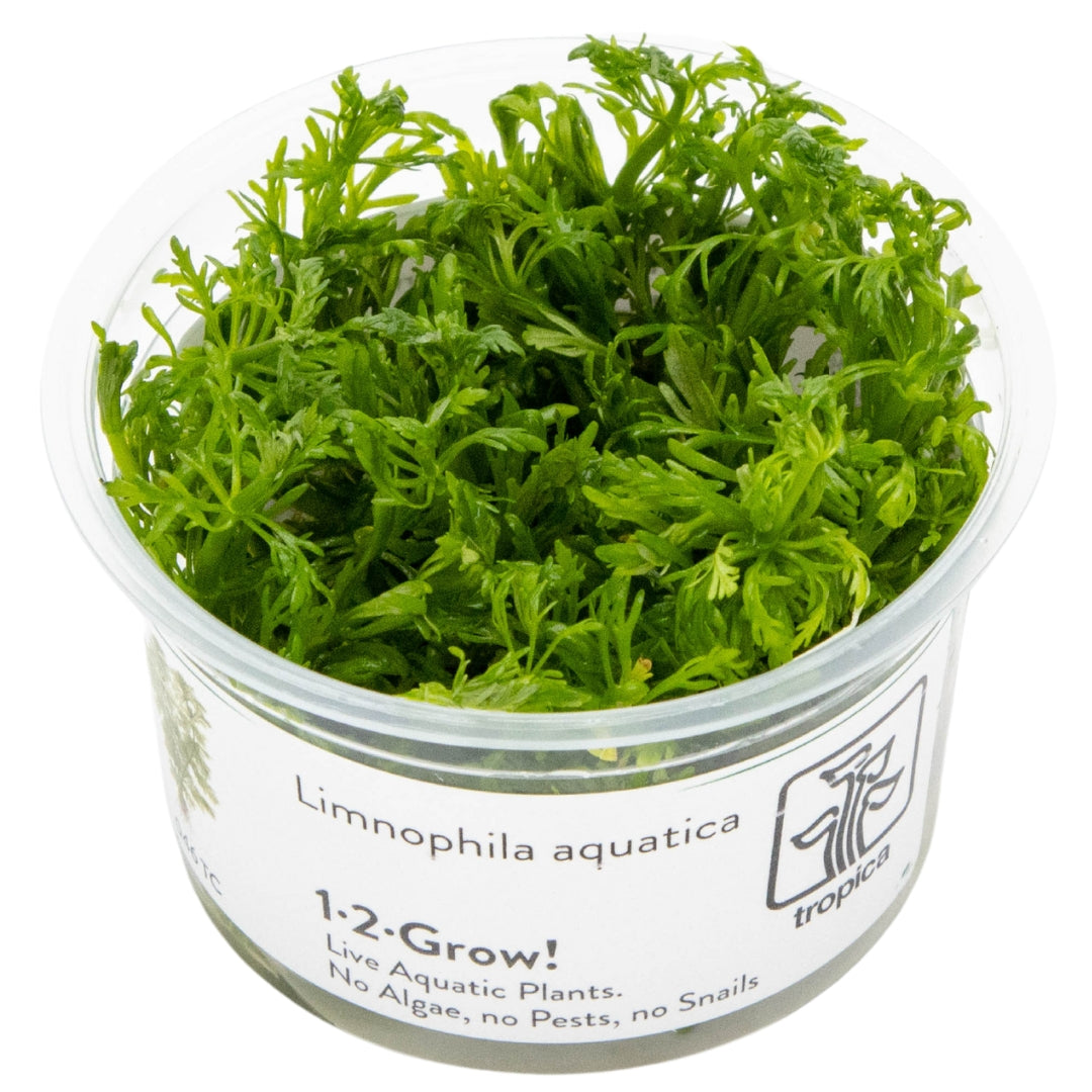 Tropica 1-2-Grow Limnophila aquatica