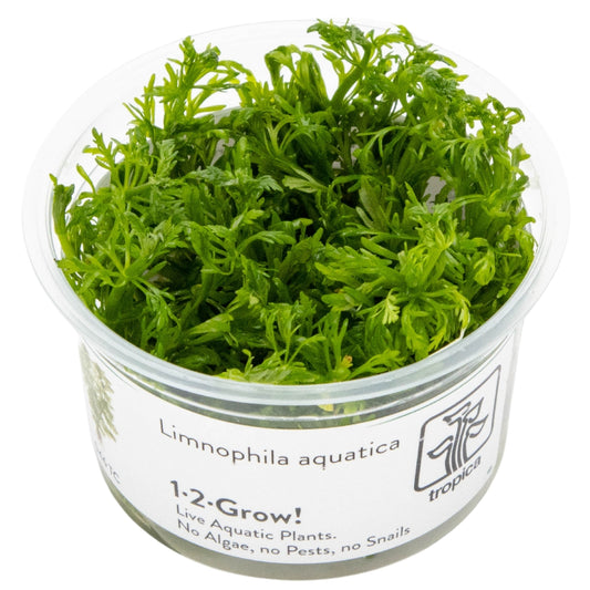 Tropica 1-2-Grow Limnophila aquatica