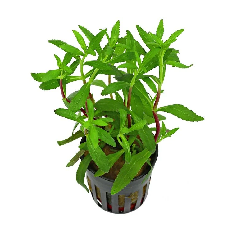 Limnophila aromatica red (belem)