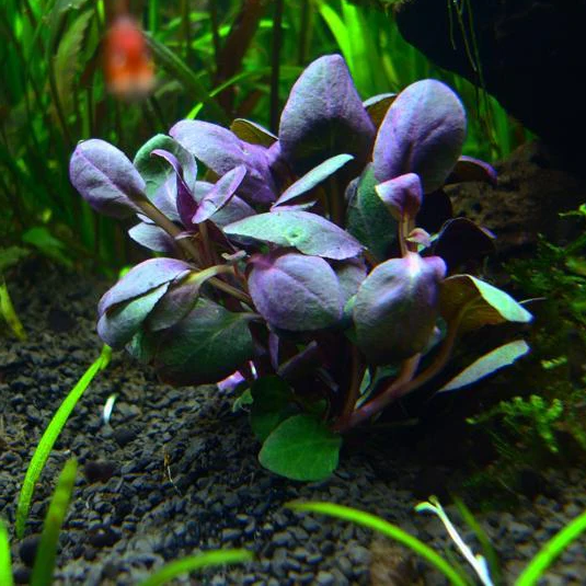 Lobelia Cardinalis