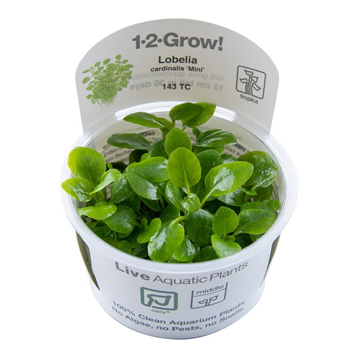 Tropica 1-2-Grow Lobelia cardinalis 'Mini'
