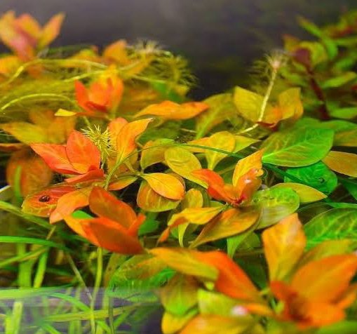 Ludwigia inclinata Dark Orange TC