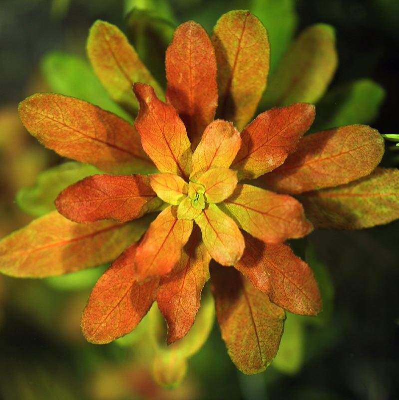 ADA In-vitro Ludwigia sphaerocarpa