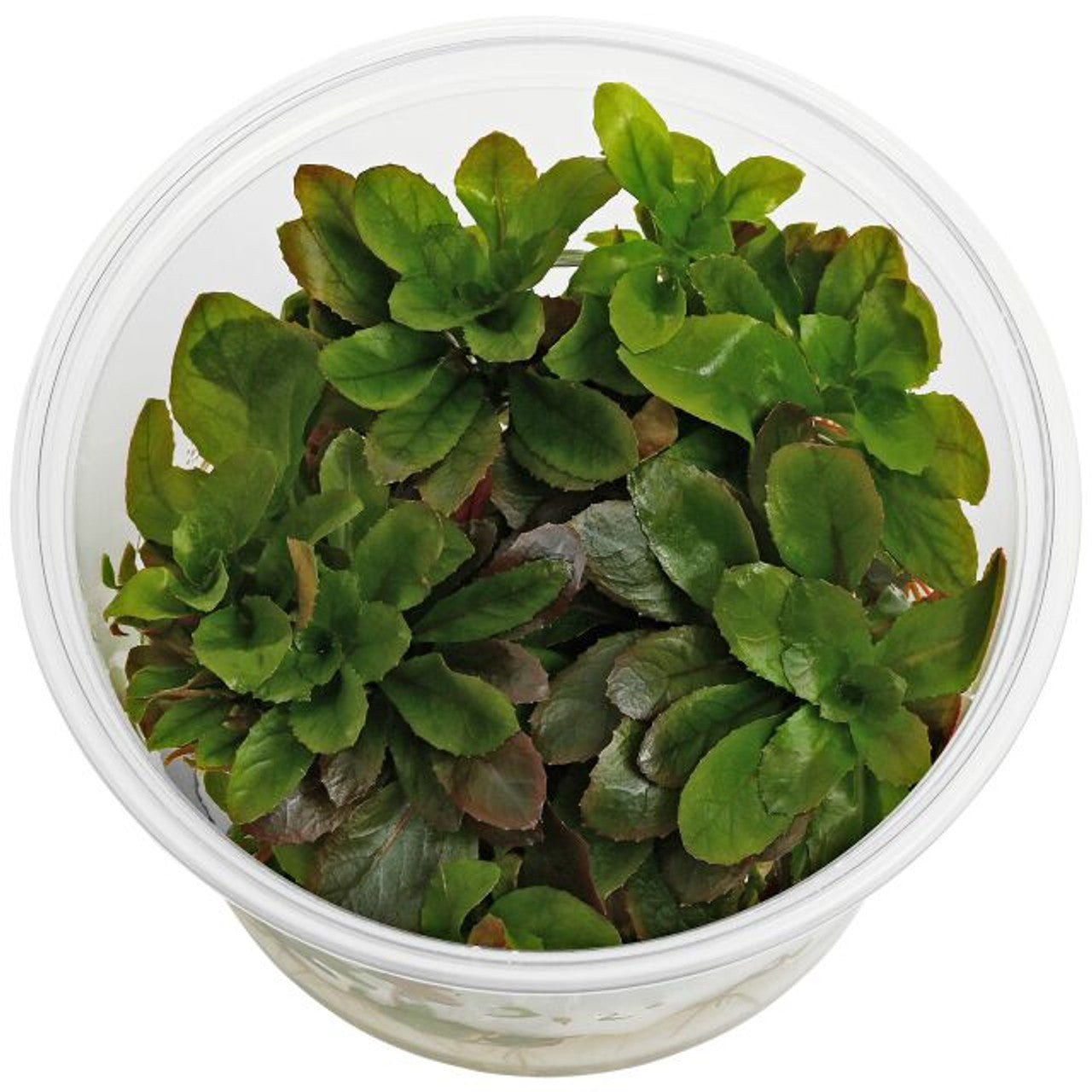 ADA In-vitro Ludwigia sphaerocarpa