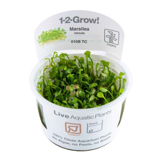 Tropica 1-2-Grow Marsilea minuta