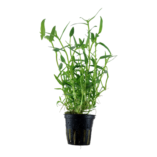 Tropica Murdannia keisak