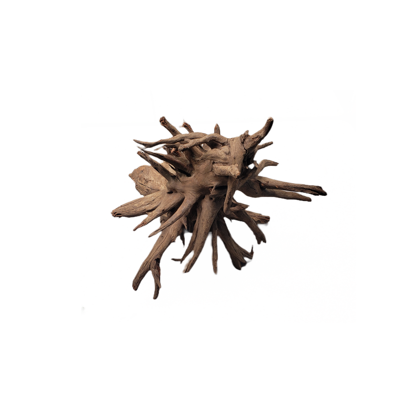 Racine Eucalyptus Root