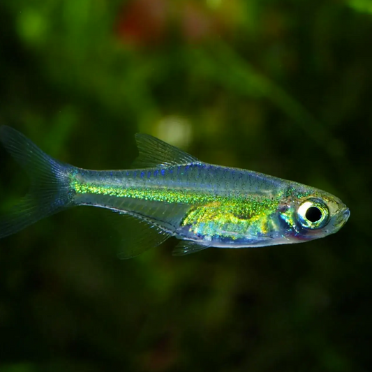 Microdevario AquaZen - Expert en Aquascaping