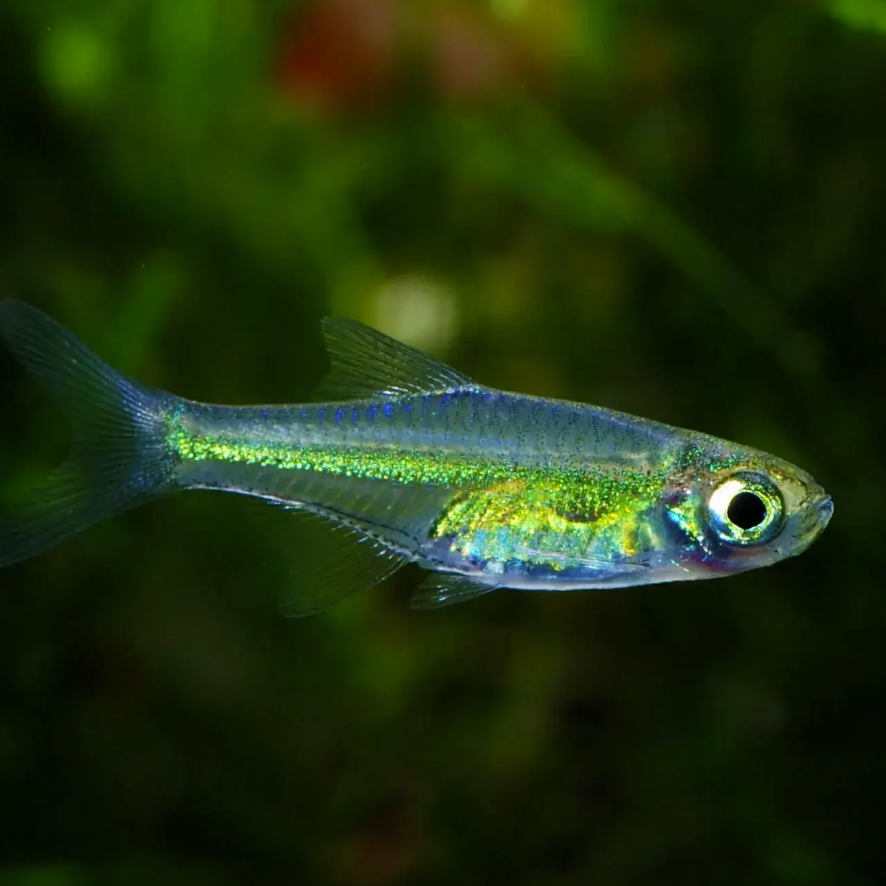 Neon Green Rasbora (Microdevario kubotai)