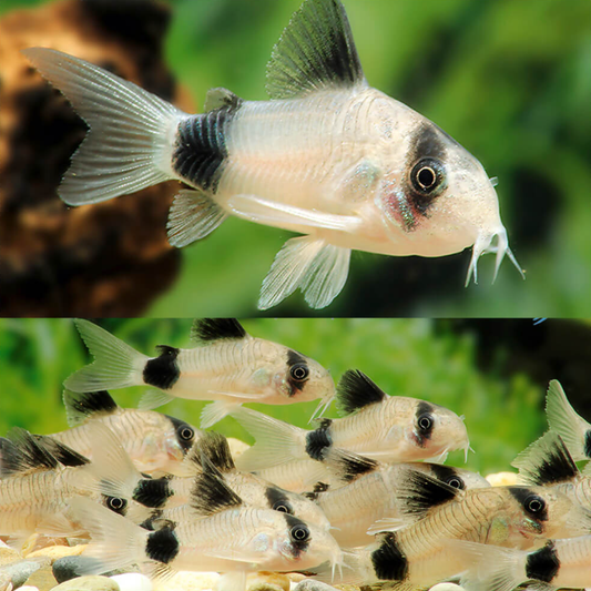 Panda Corydoras (Corydoras panda)