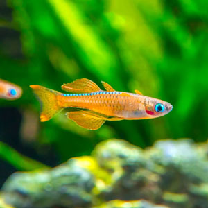 Paskai Rainbowfish (Pseudomugil paskai)