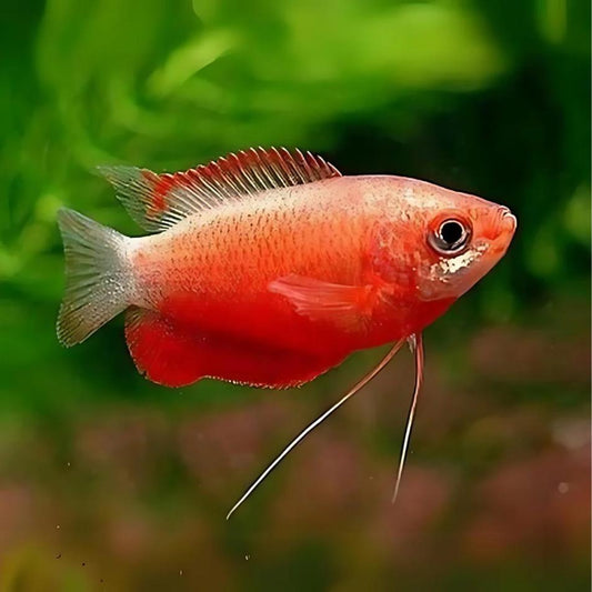 Red Honey Gourami