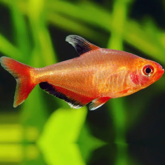 Red Phantom Tetra (Hyphessobrycon sweglesi)