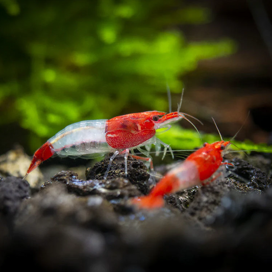 Red Rilli Shrimp (Neocaridina davidi)
