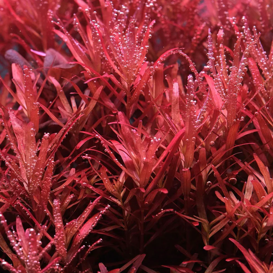 Rotala Blood Red