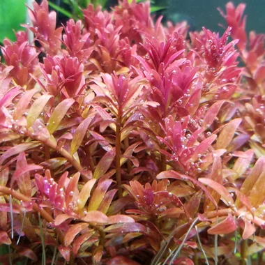Rotala Fujian