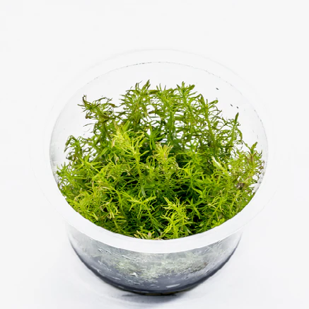 ADA In-vitro Rotala sp. 'Vietnam'